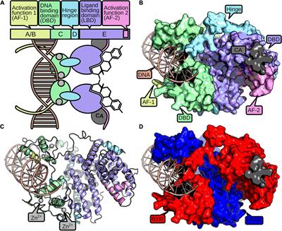 Frontiers | Function and Evolution of Nuclear Receptors in